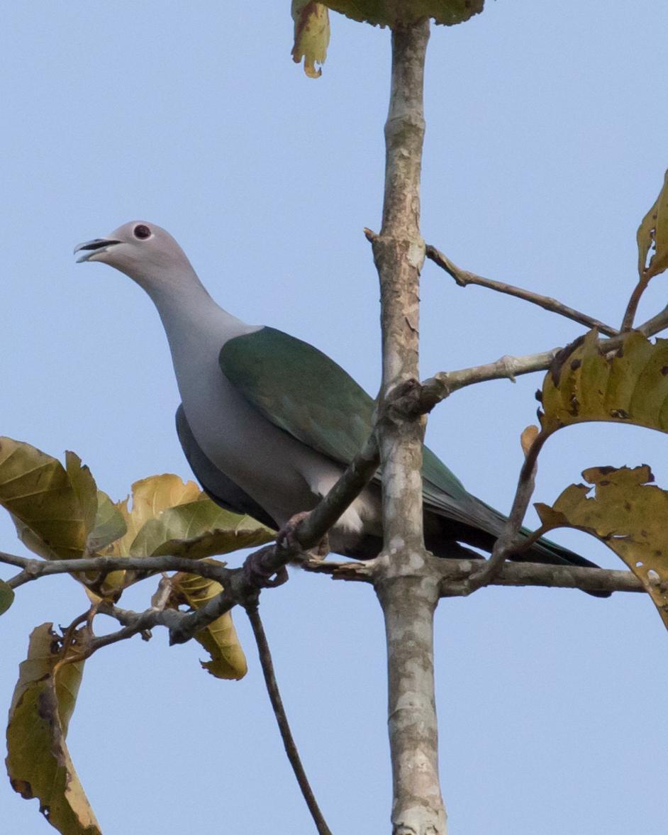 Green Imperial-Pigeon Photo by Robert Lewis