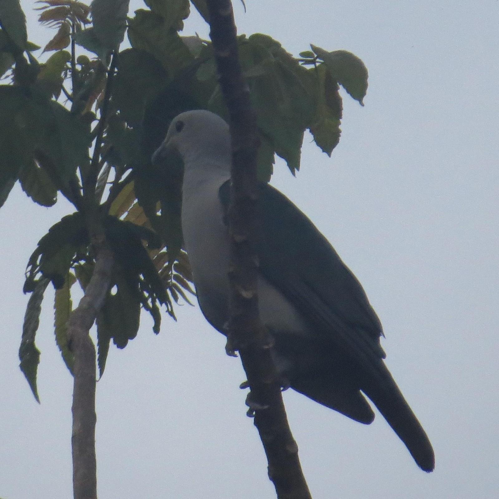 Green Imperial-Pigeon Photo by Ronald Tanco