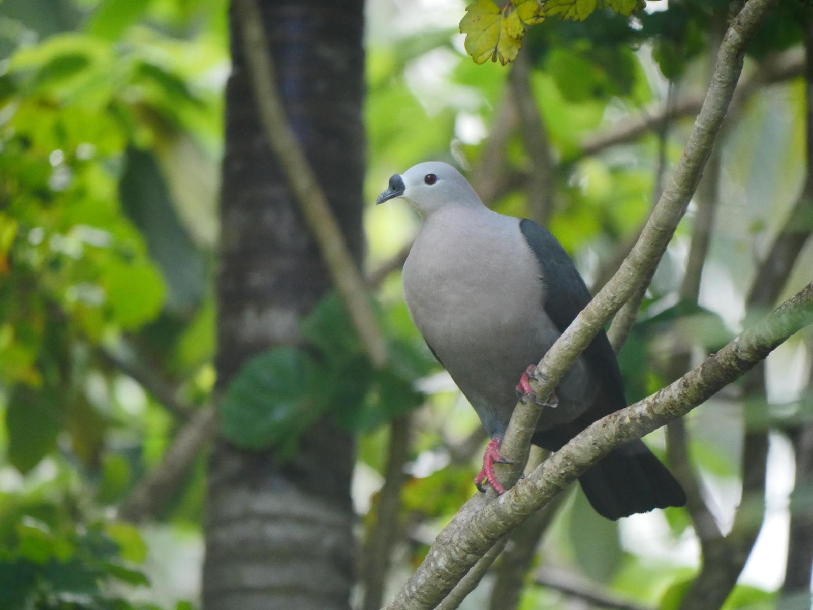 Pacific Imperial-Pigeon Photo by Peter Lowe