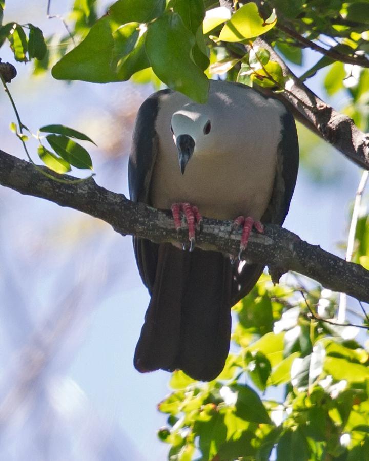Pacific Imperial-Pigeon Photo by Mat Gilfedder