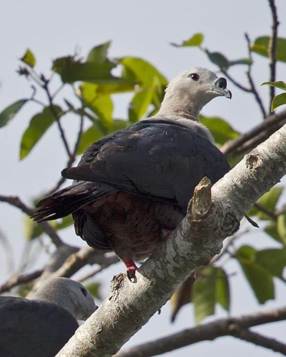 Pacific Imperial-Pigeon Photo by Mat Gilfedder
