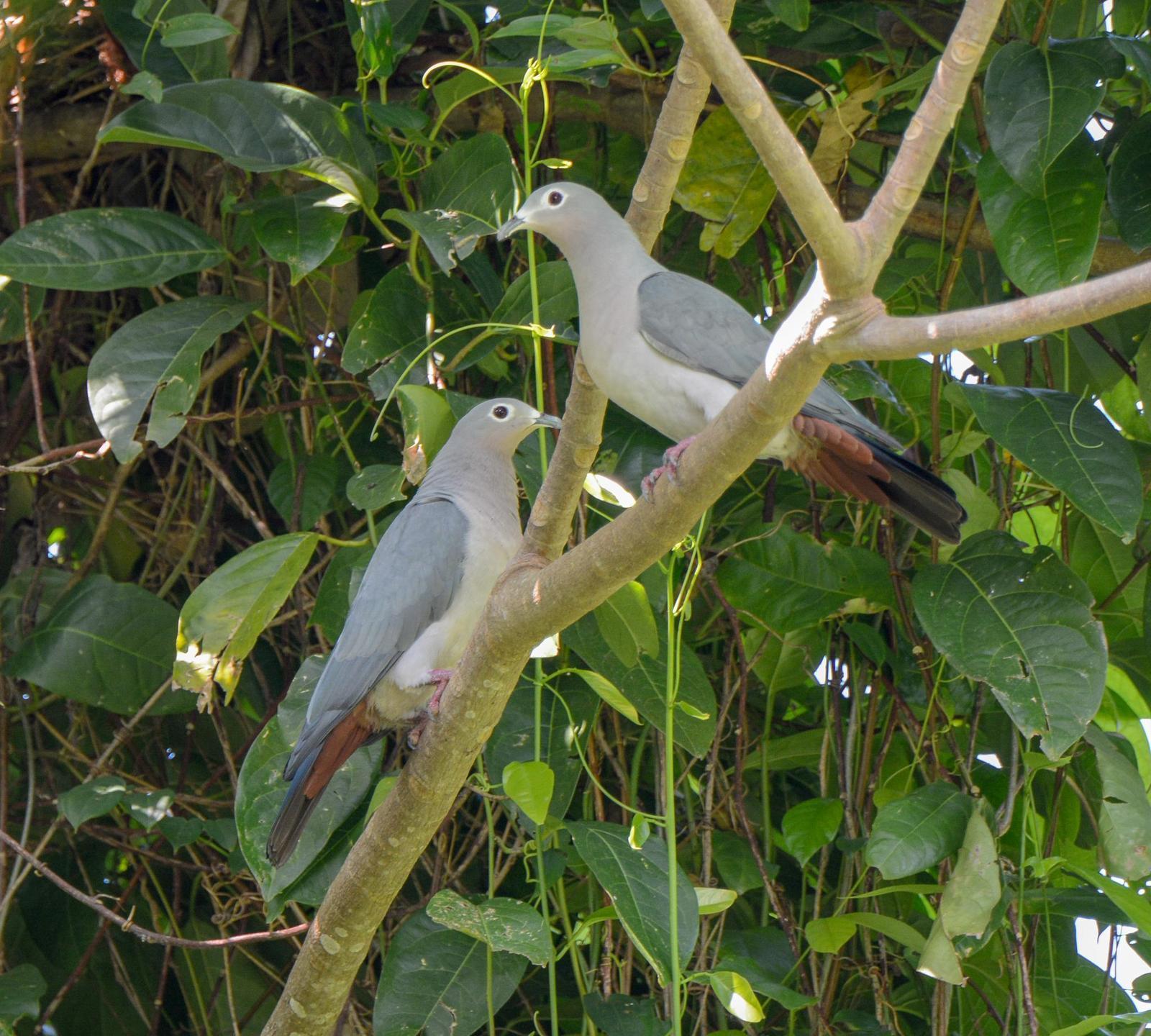 Island Imperial-Pigeon Photo by Brian Thistleton