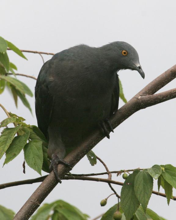 Christmas Island Imperial-Pigeon Photo by Bill Moorhead