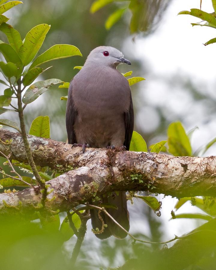 Peale's Imperial-Pigeon Photo by Mat Gilfedder