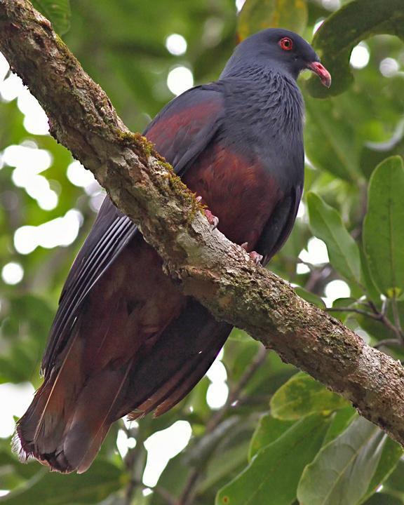 New Caledonian Imperial-Pigeon Photo by Chris Wiley