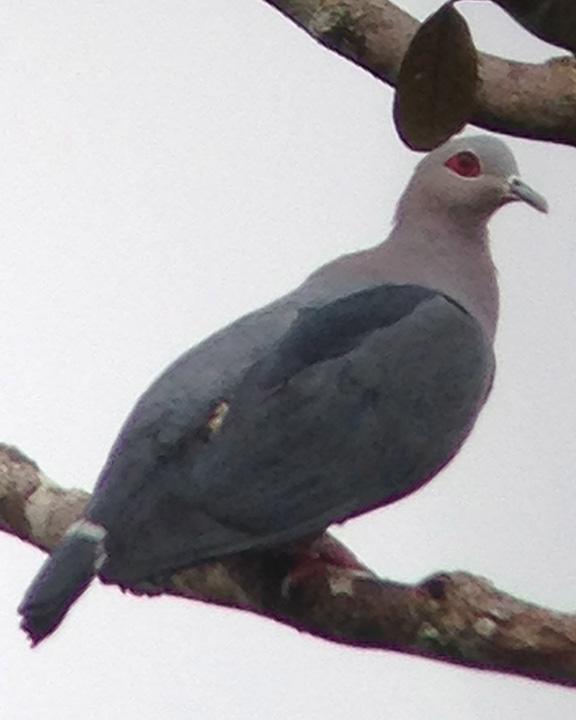 Pinon's Imperial-Pigeon Photo by Lizabeth Southworth