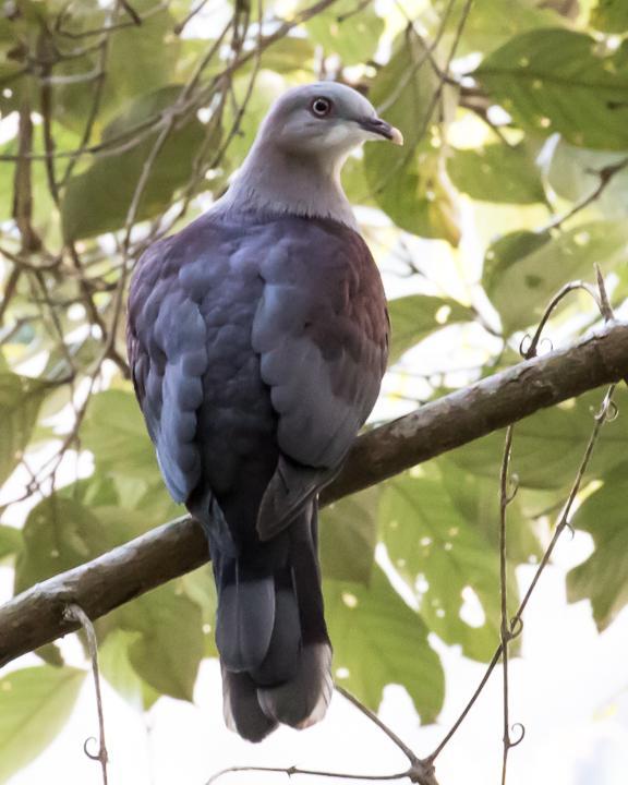 Mountain Imperial-Pigeon Photo by Robert Lewis