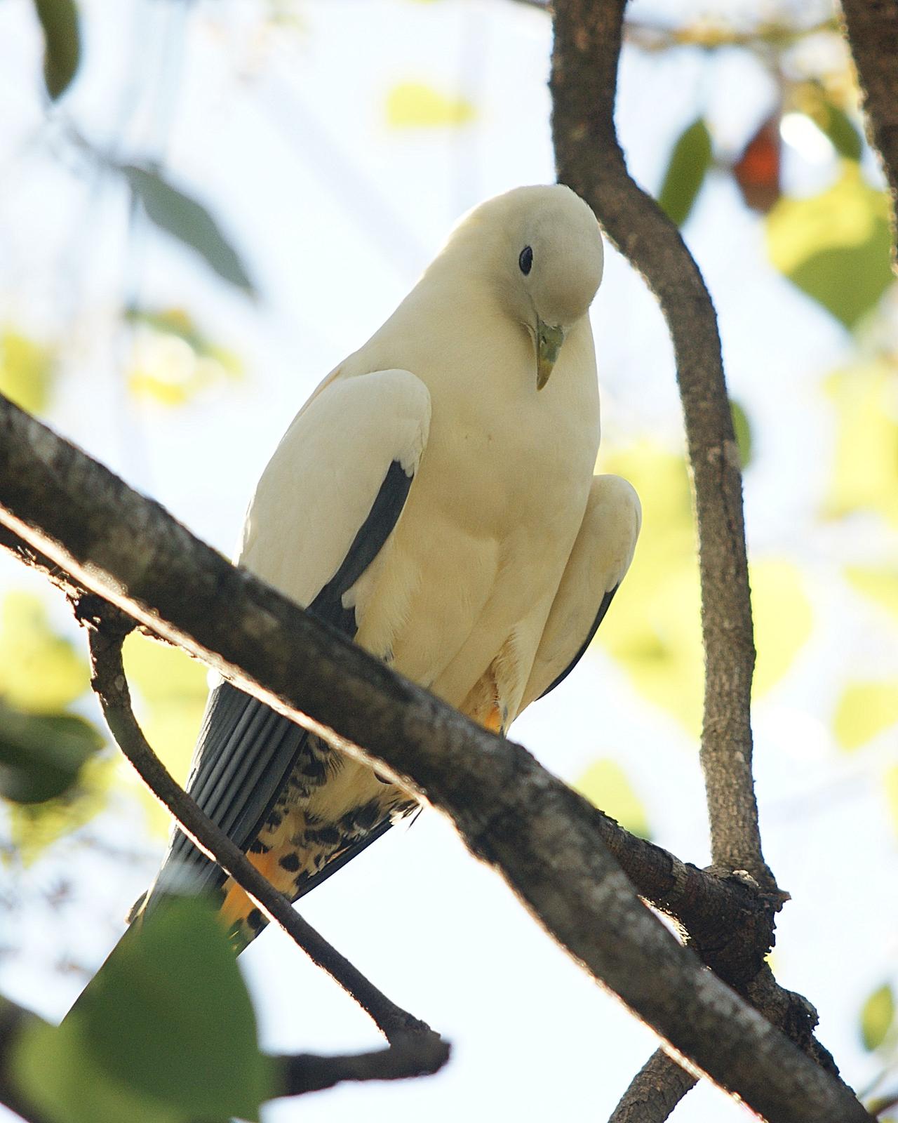 Pied Imperial-Pigeon Photo by Steve Percival