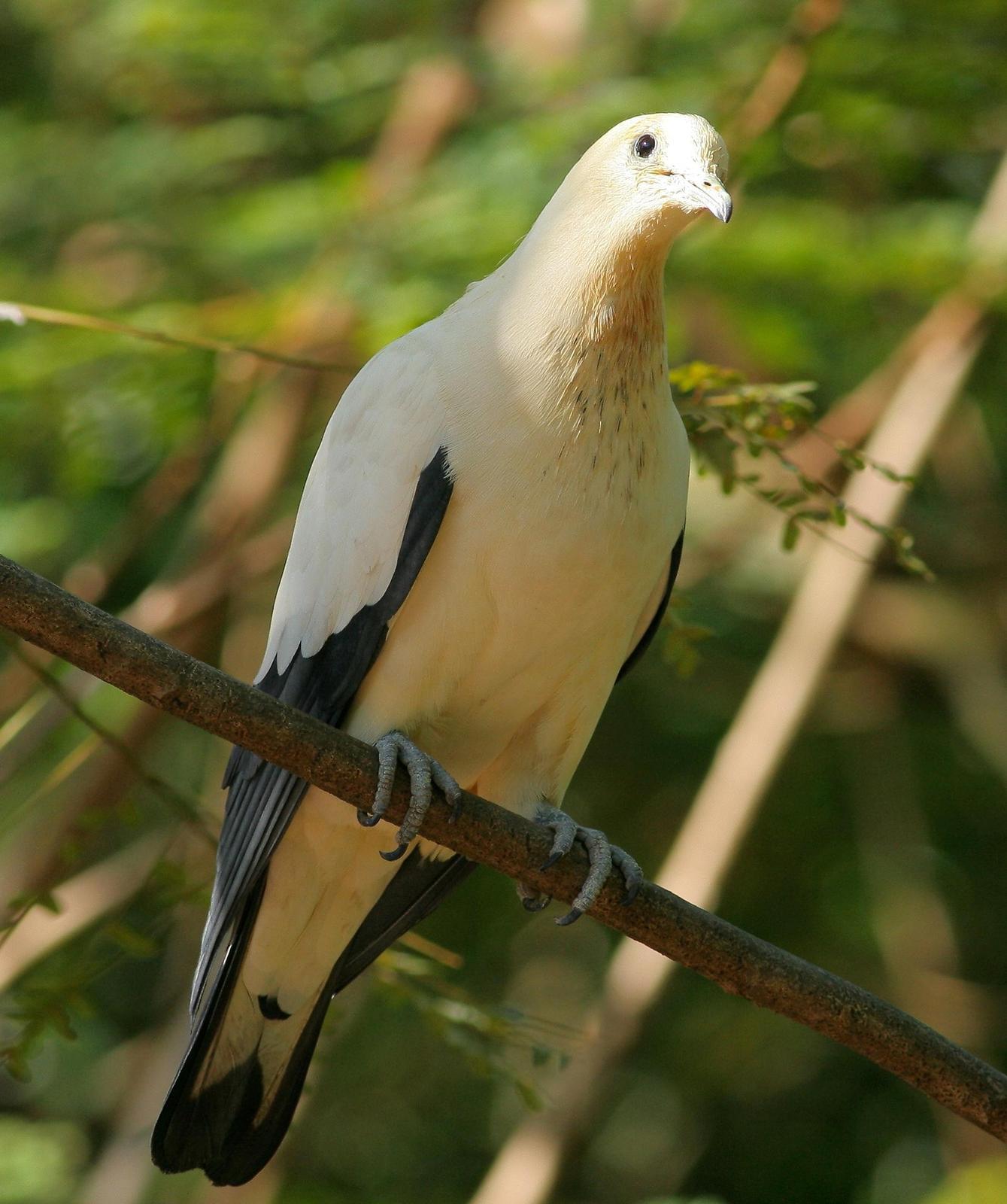 Pied Imperial-Pigeon Photo by Lee Harding