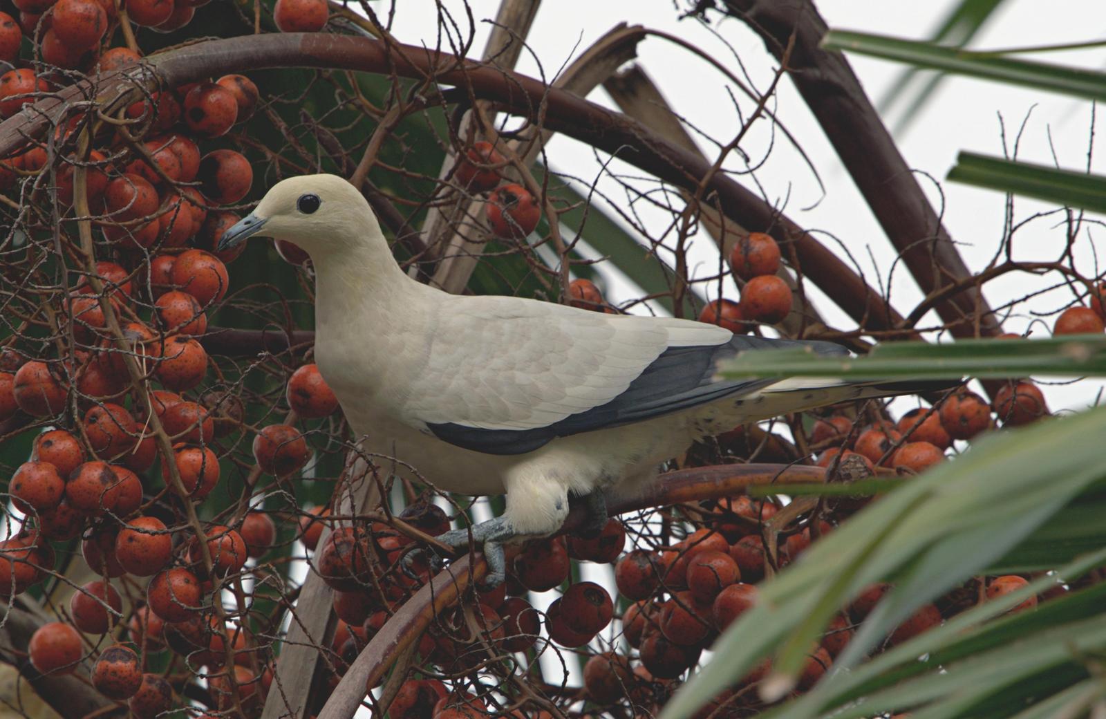 Pied Imperial-Pigeon Photo by Steven Cheong