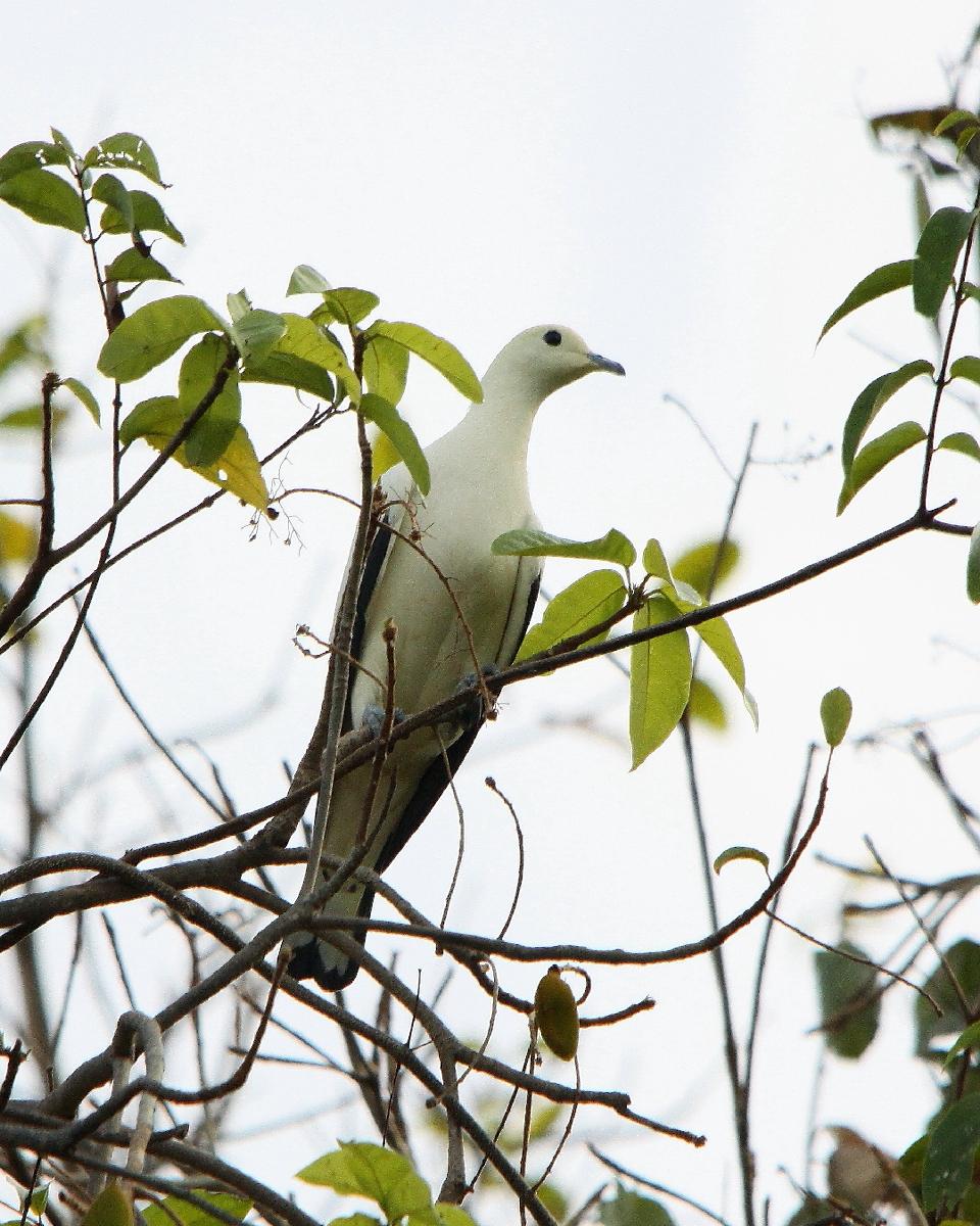 Pied Imperial-Pigeon Photo by Chris Lansdell