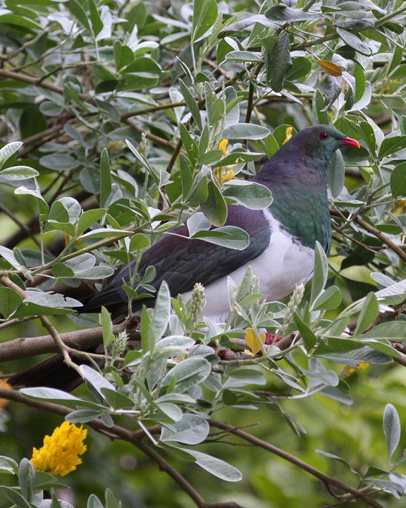 New Zealand Pigeon Photo by Mat Gilfedder