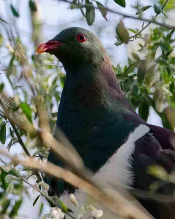 New Zealand Pigeon Photo by Bob Hasenick