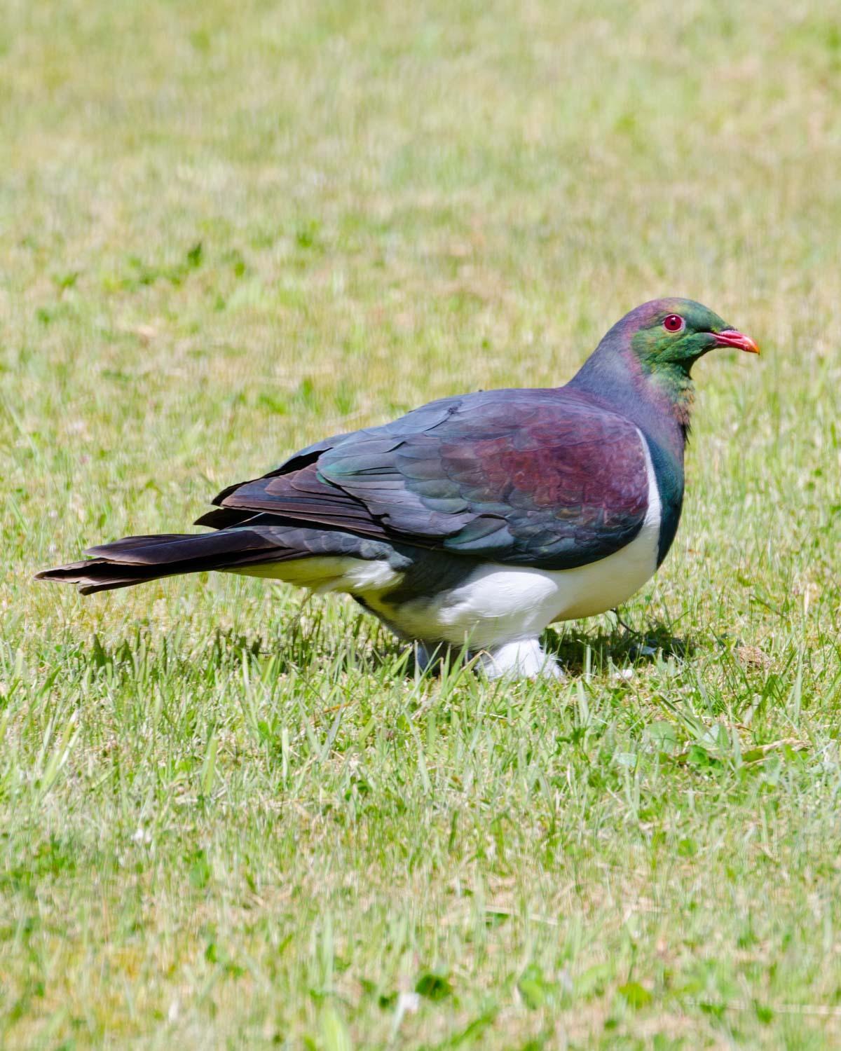 New Zealand Pigeon Photo by Bob Hasenick