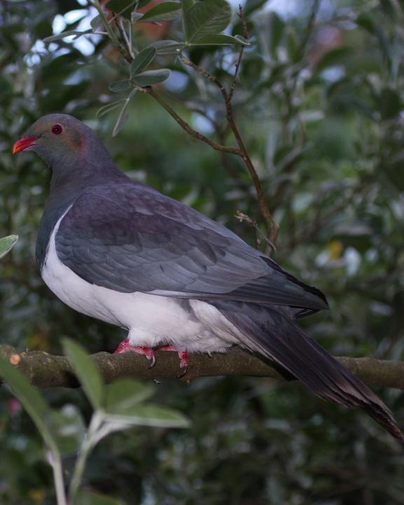 New Zealand Pigeon Photo by Mat Gilfedder
