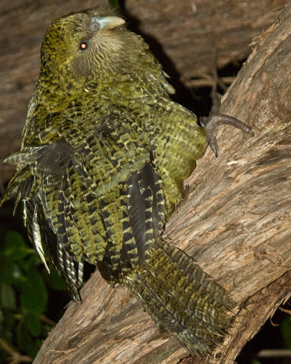 Kakapo Photo by John Mittermeier