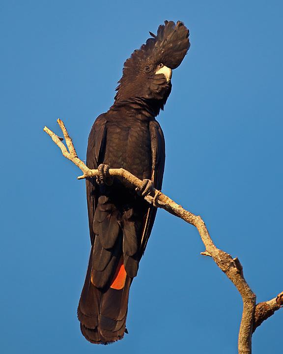 Red-tailed Black-Cockatoo Photo by Mat Gilfedder