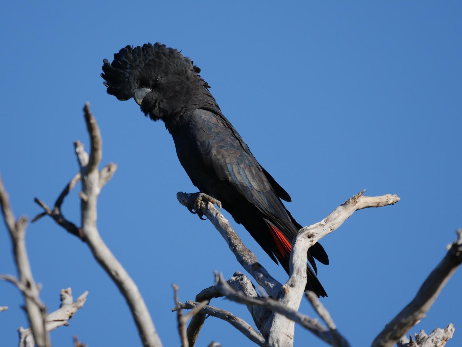 Red-tailed Black-Cockatoo Photo by Peter Lowe
