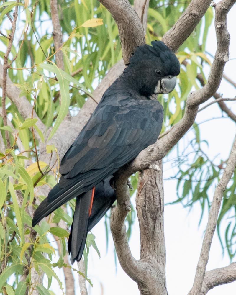 Red-tailed Black-Cockatoo Photo by Mark Baldwin