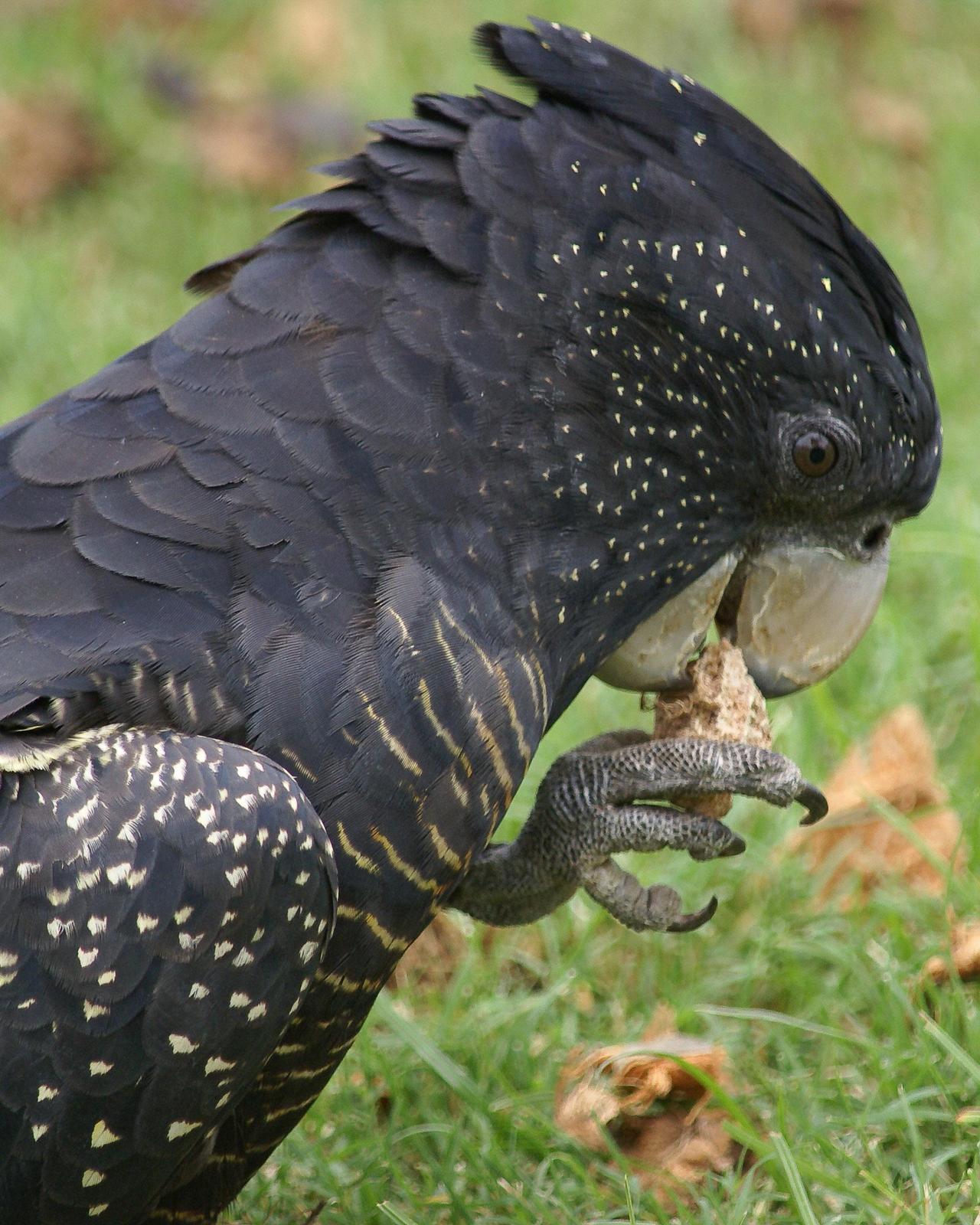 Red-tailed Black-Cockatoo Photo by Steve Percival