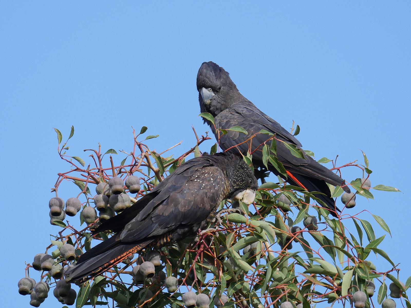 Red-tailed Black-Cockatoo Photo by Peter Lowe