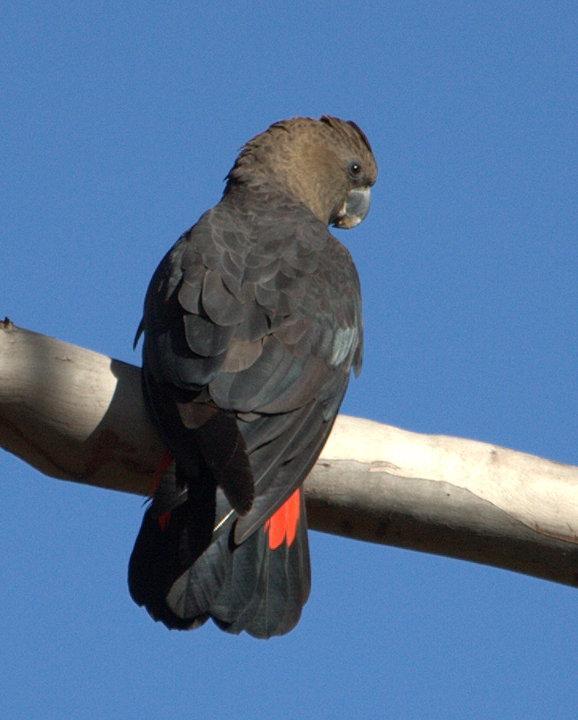 Glossy Black-Cockatoo Photo by Mat Gilfedder