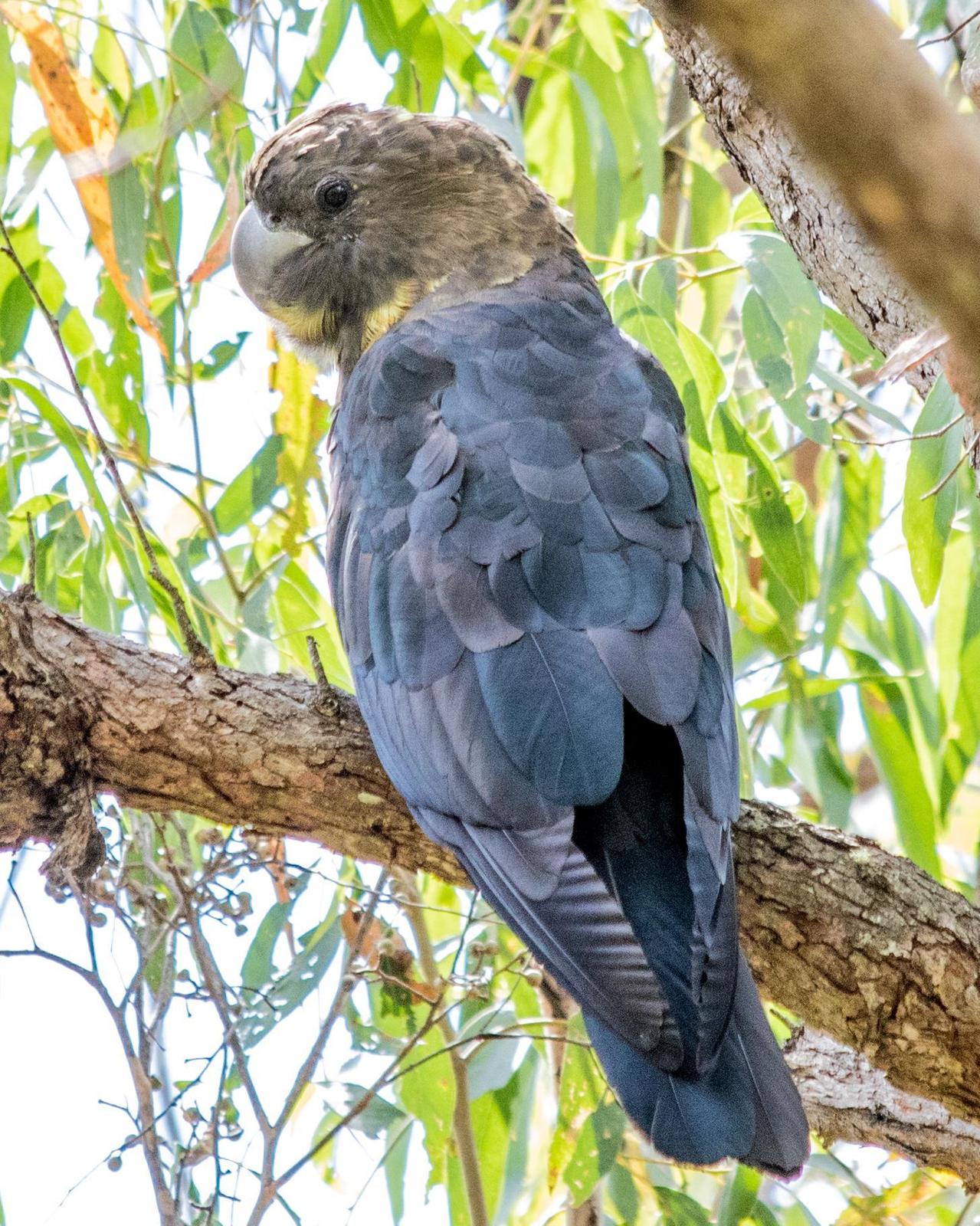 Glossy Black-Cockatoo Photo by Mark Baldwin