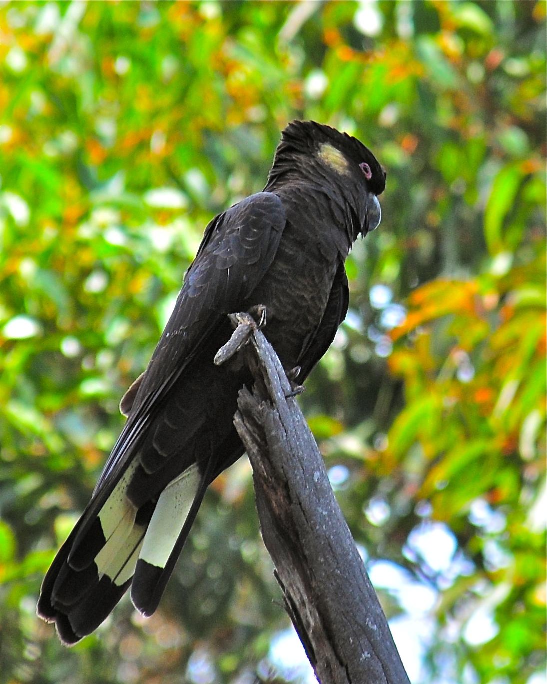 Yellow-tailed Black-Cockatoo Photo by Gerald Friesen