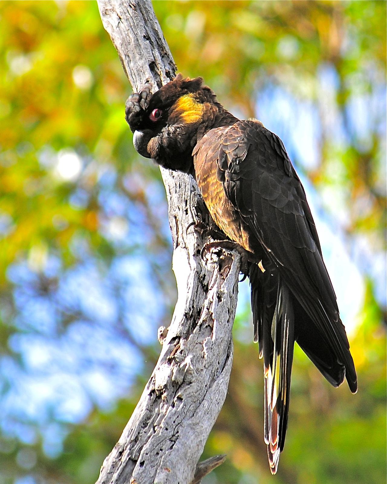 Yellow-tailed Black-Cockatoo Photo by Gerald Friesen