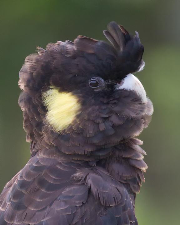 Yellow-tailed Black-Cockatoo Photo by Mat Gilfedder