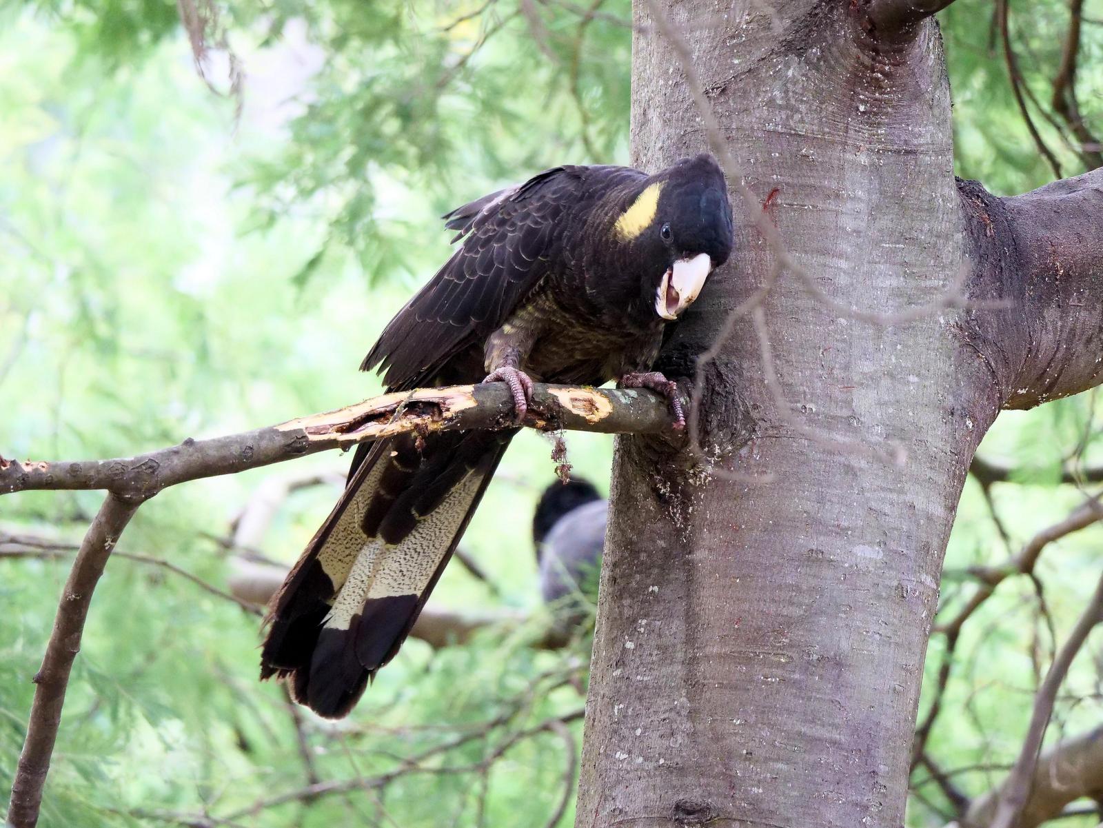 Yellow-tailed Black-Cockatoo Photo by Peter Lowe