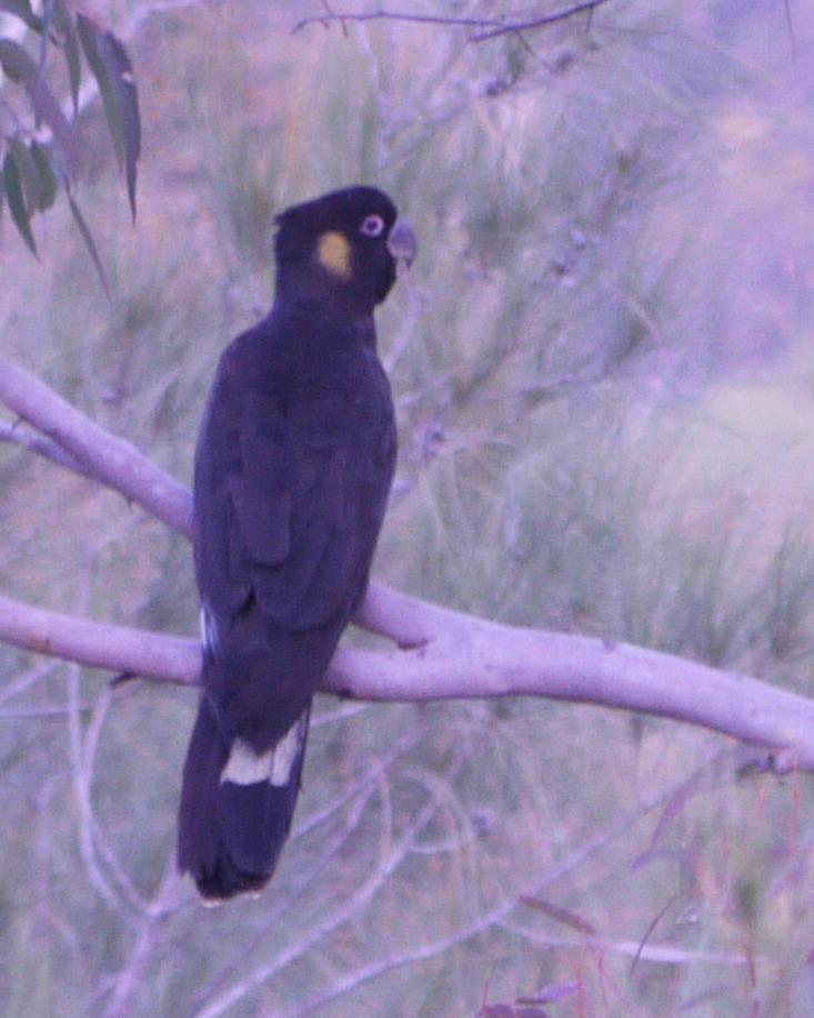 Yellow-tailed Black-Cockatoo Photo by Peter Lowe