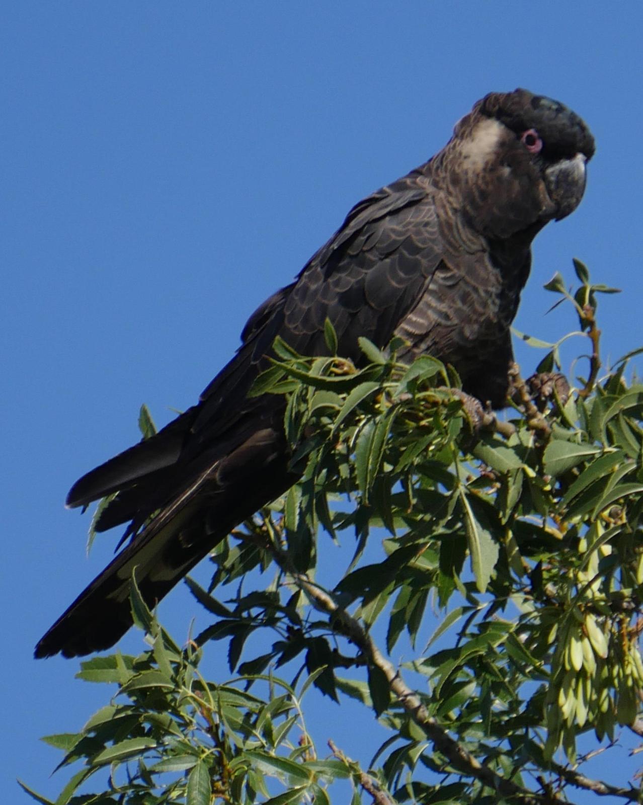 Carnaby's Black-Cockatoo Photo by Peter Lowe