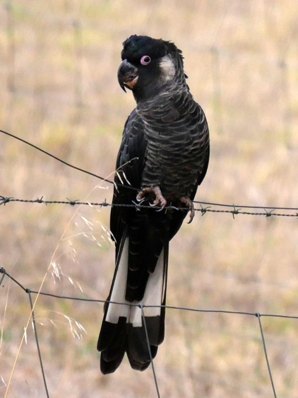 baudins black cockatoo