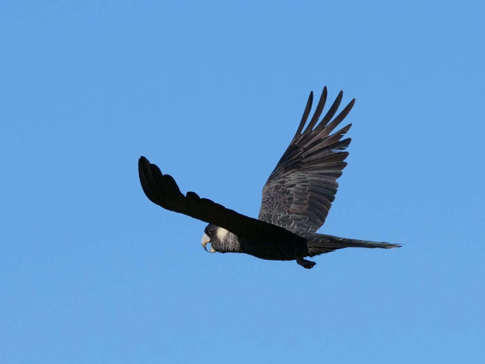 Baudin's Black-Cockatoo Photo by Peter Lowe