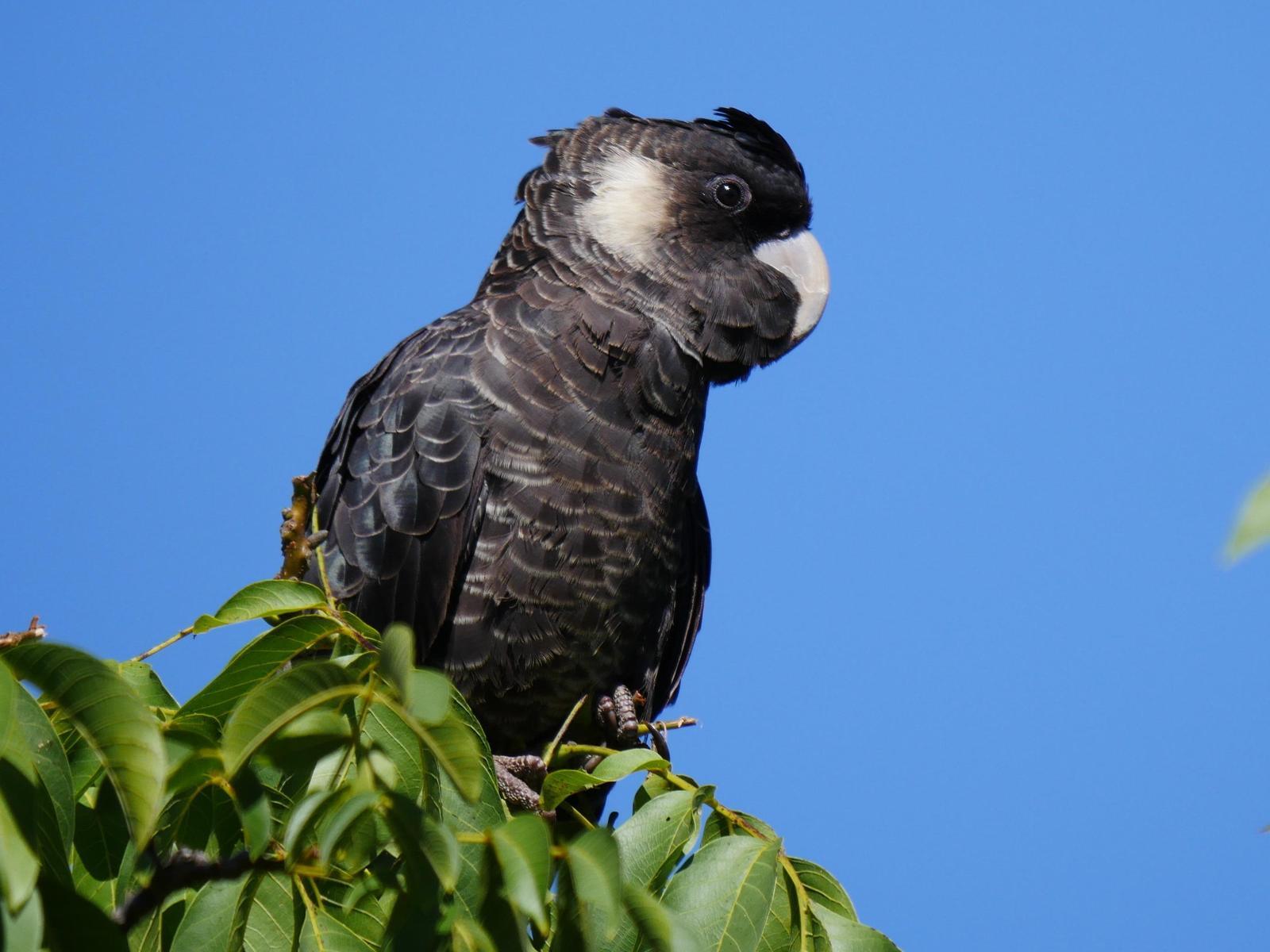 baudins black cockatoo
