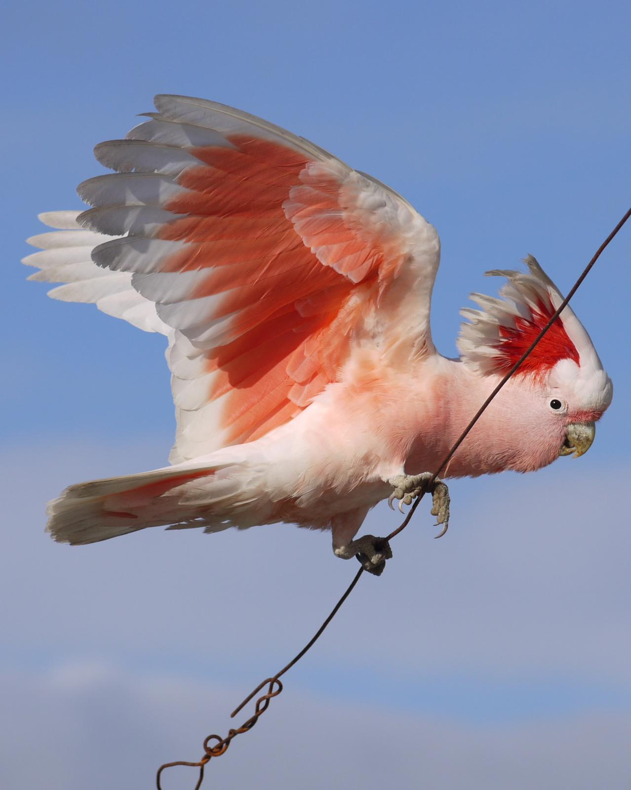 Pink Cockatoo Photo by Peter Lowe
