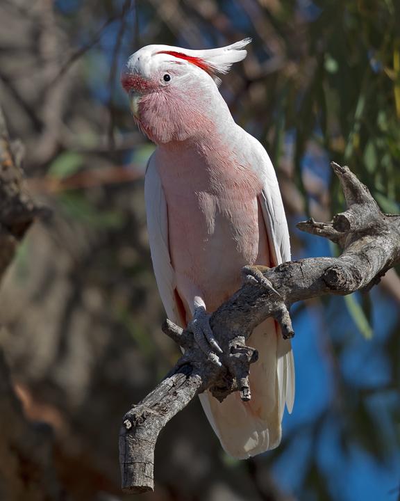 Pink Cockatoo Photo by Mat Gilfedder