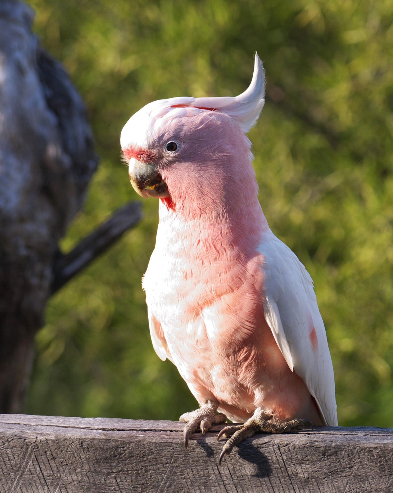 Pink Cockatoo Photo by Peter Lowe