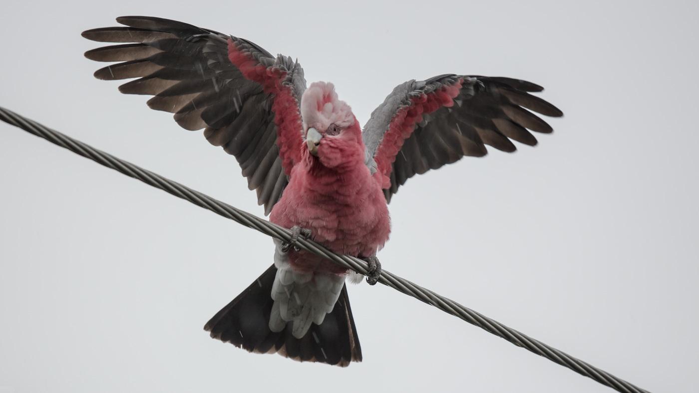 Galah Photo by Roger Williams