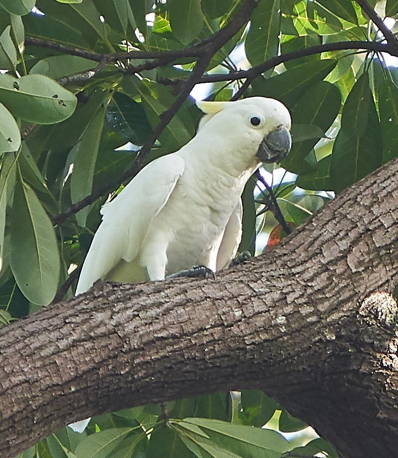 Yellow-crested Cockatoo Photo by Steven Cheong