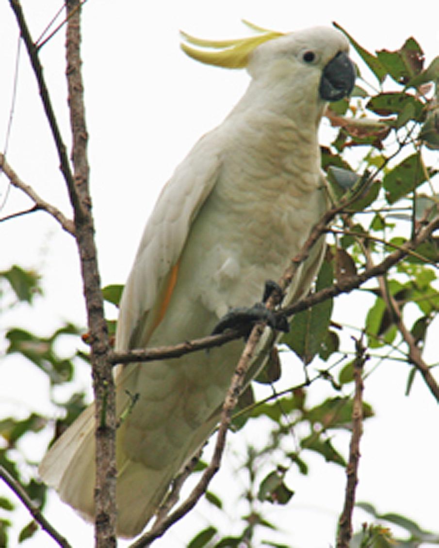 Sulphur-crested Cockatoo Photo by Mokie Visser