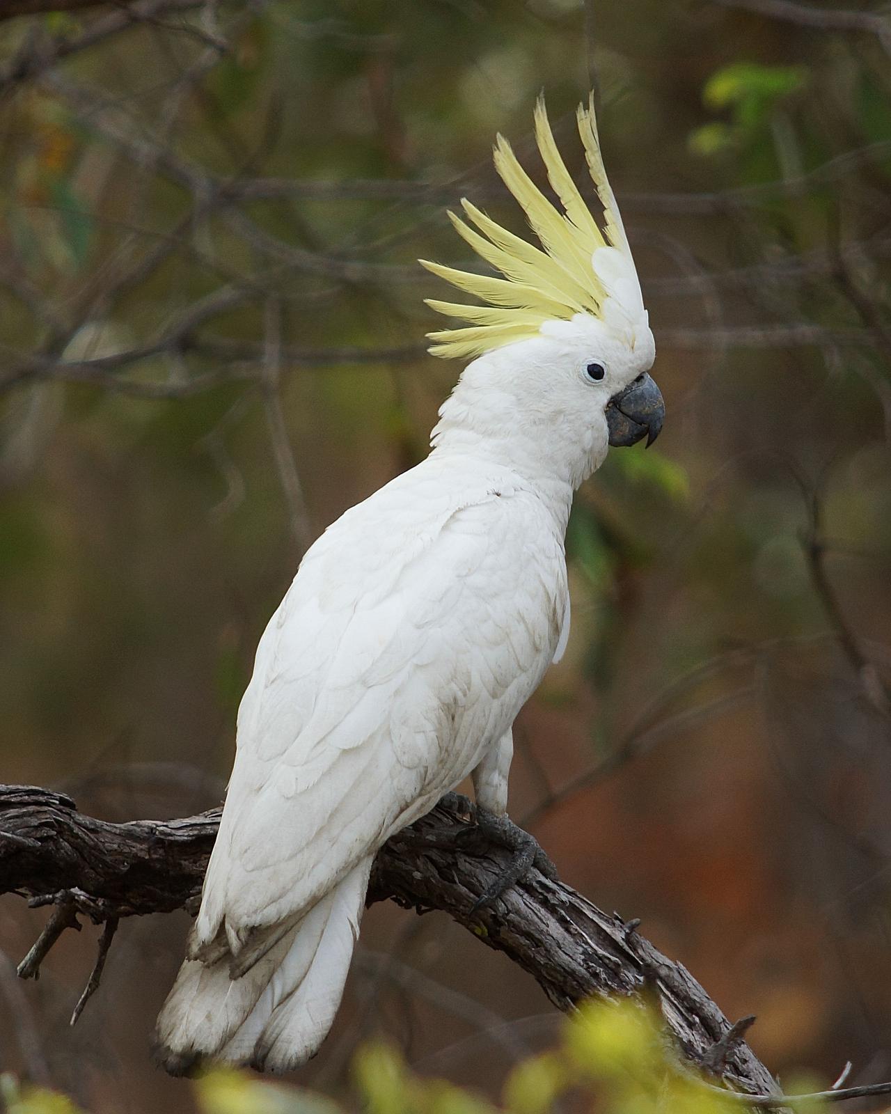 Sulphur-crested Cockatoo Photo by Steve Percival