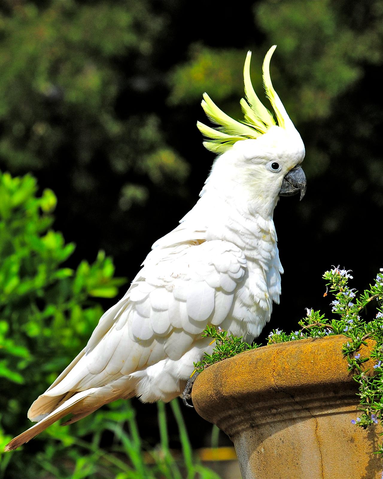 Sulphur-crested Cockatoo Photo by Gerald Friesen