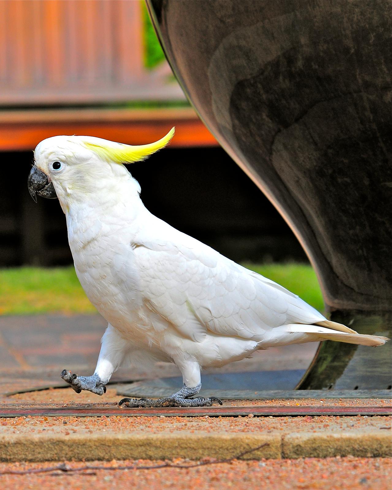 Sulphur-crested Cockatoo Photo by Gerald Friesen