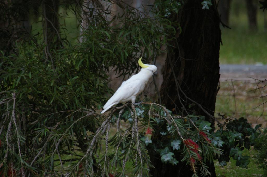 Sulphur-crested Cockatoo Photo by Richard Lund