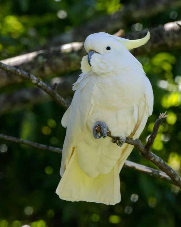 Sulphur-crested Cockatoo Photo by Bob Hasenick