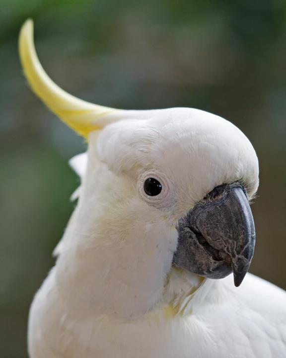 Sulphur-crested Cockatoo Photo by Mat Gilfedder