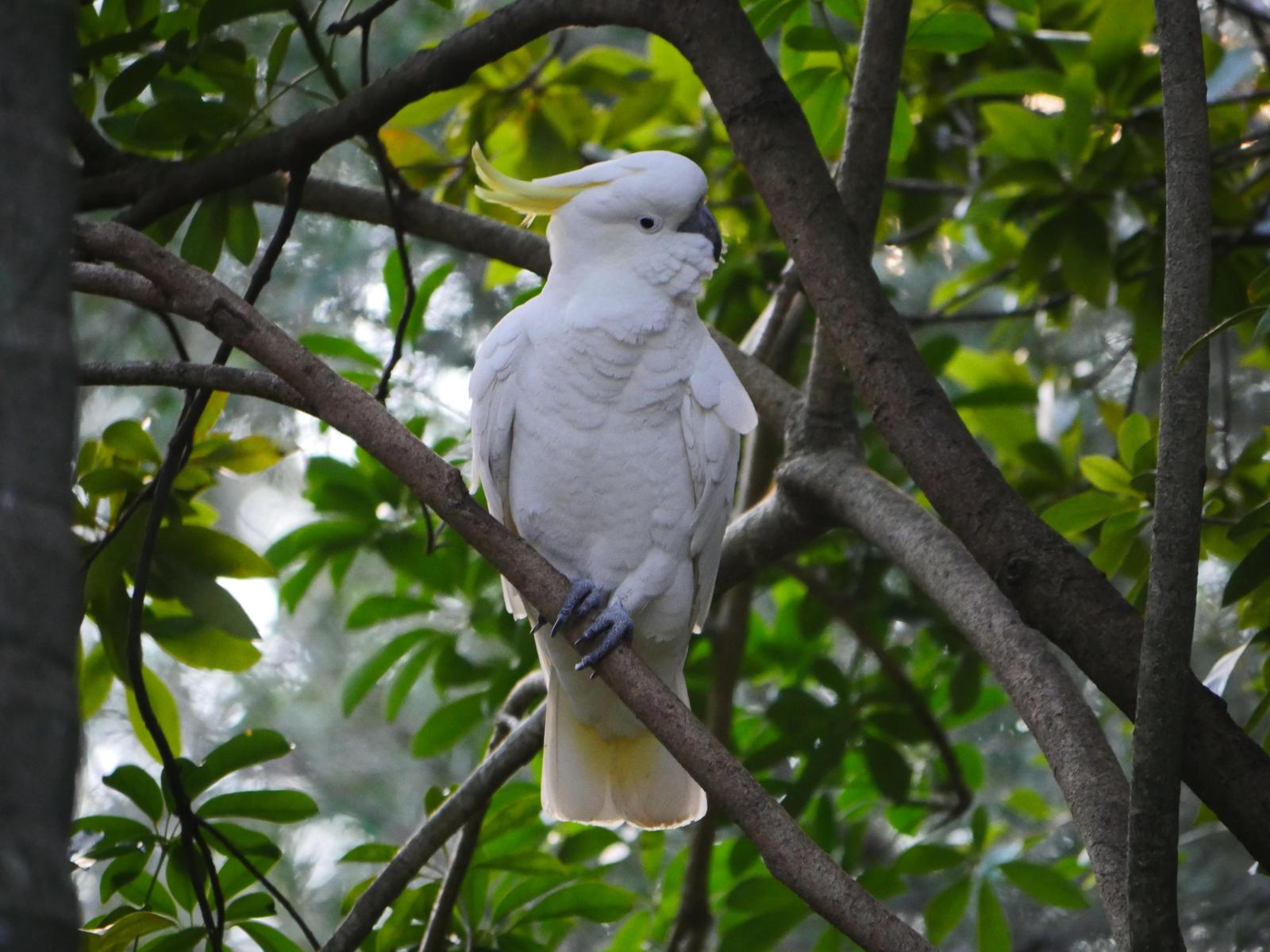 Sulphur-crested Cockatoo Photo by Peter Lowe