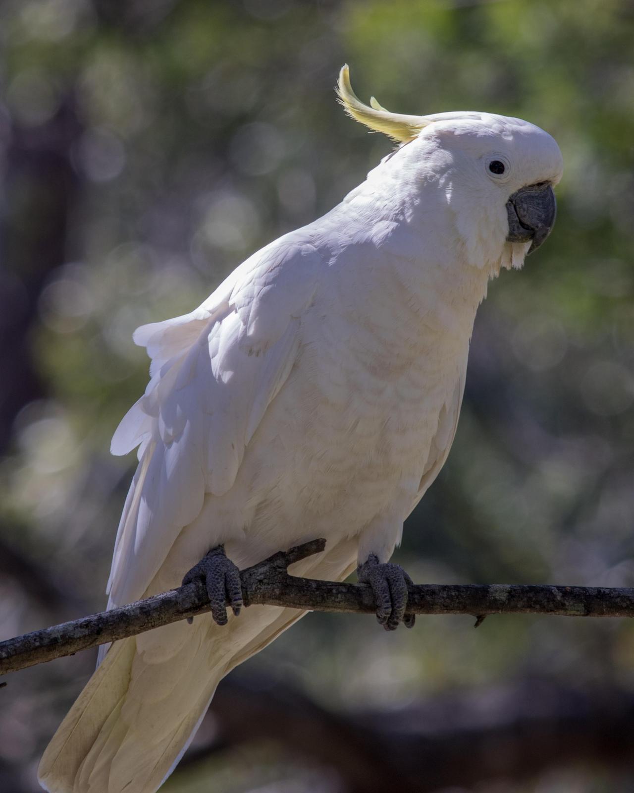 Sulphur-crested Cockatoo Photo by Mark Baldwin